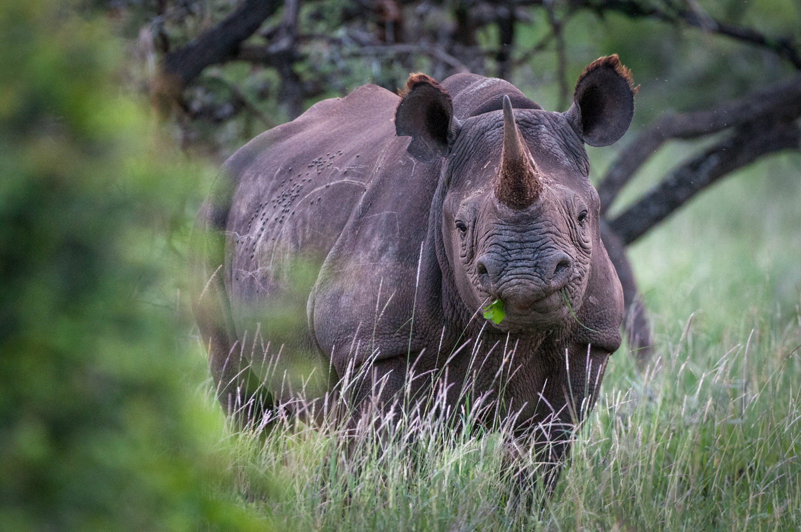 Black Rhinoceros, Lewa Wildlife Conservancy, Kenya