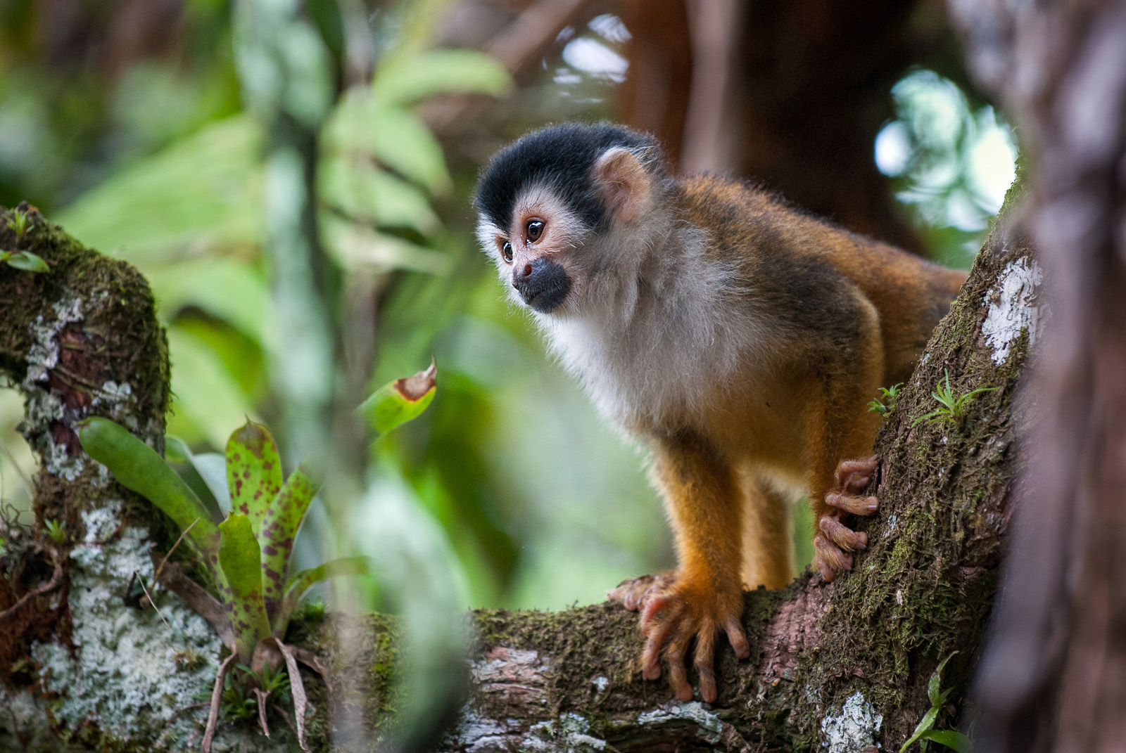 Central American Squirrel Monkey, Pavones, Costa Rica