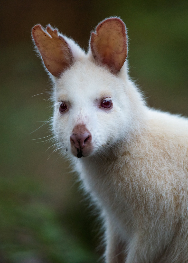 White Bennett's Wallaby, Bruny Island, Tasmania, Australia