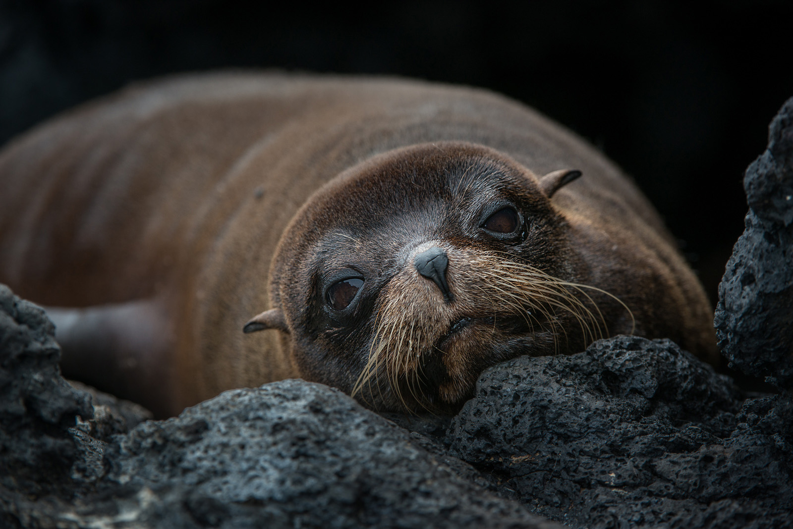 Galapagos Fur Seal, Santiago Island, Galapagos Islands, Ecuador