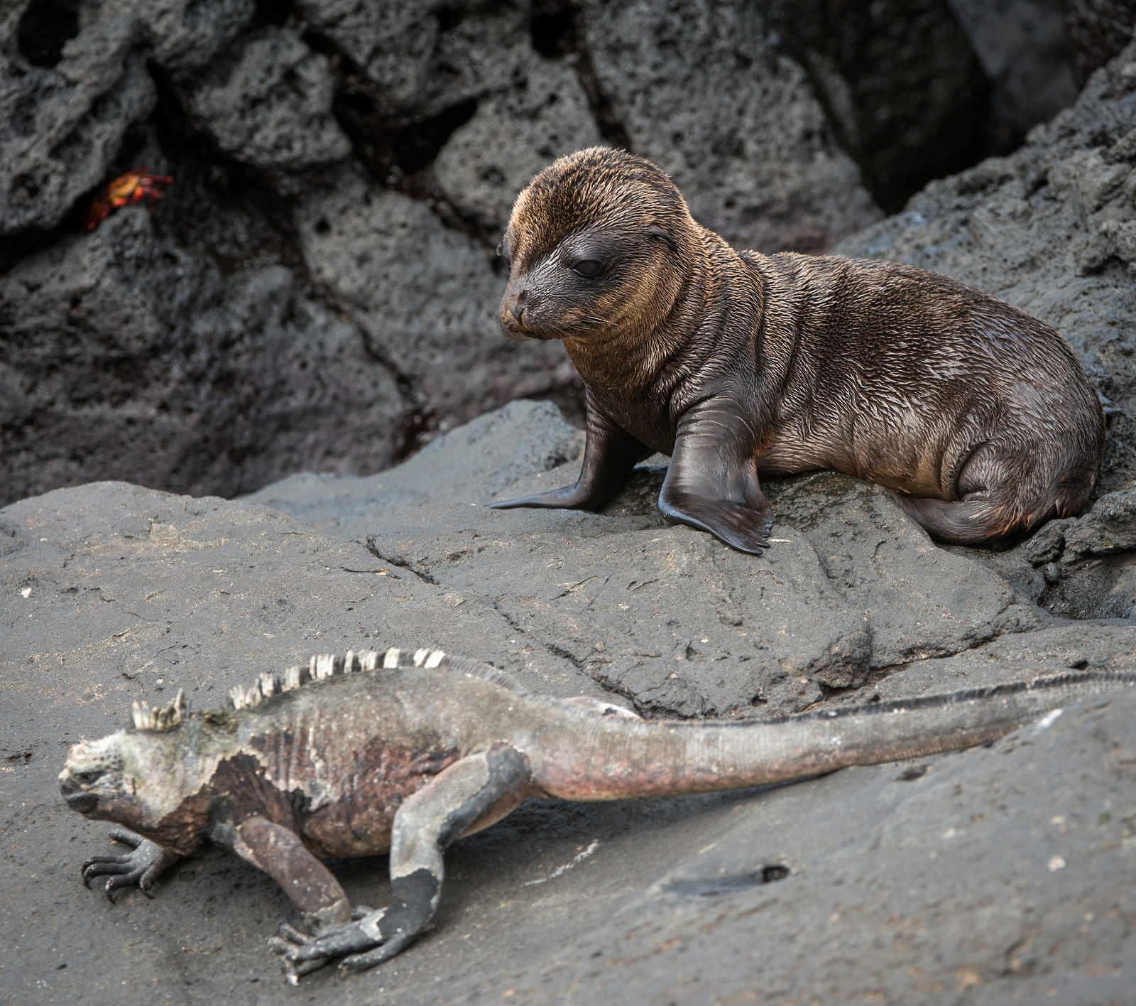 Galapagos Sea Lion, Marine Iguana, Sally Lightfoot Crab, Santiago Island, Galapagos Islands, Ecuador