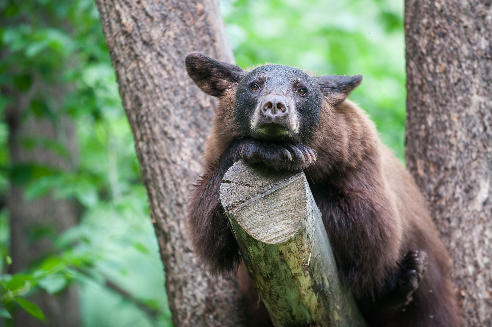 Black Bear, Orr, Minnesota