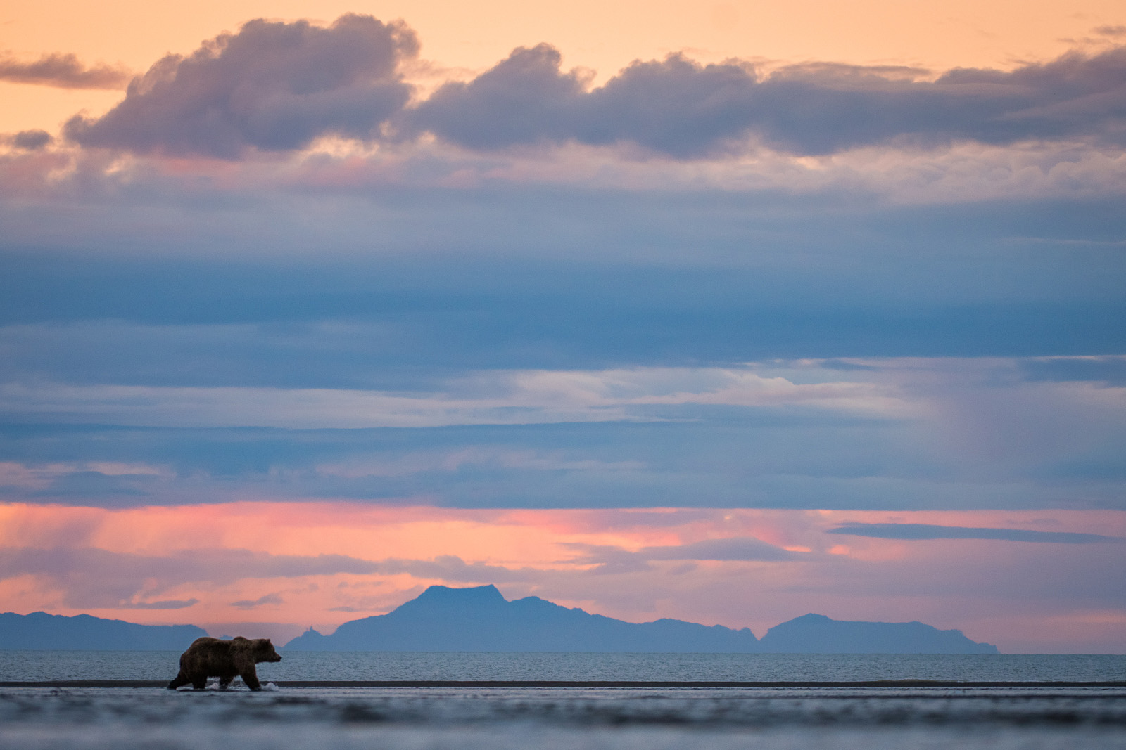 Coastal Brown Bear Landscape, Lake Clark National Park, Alaska