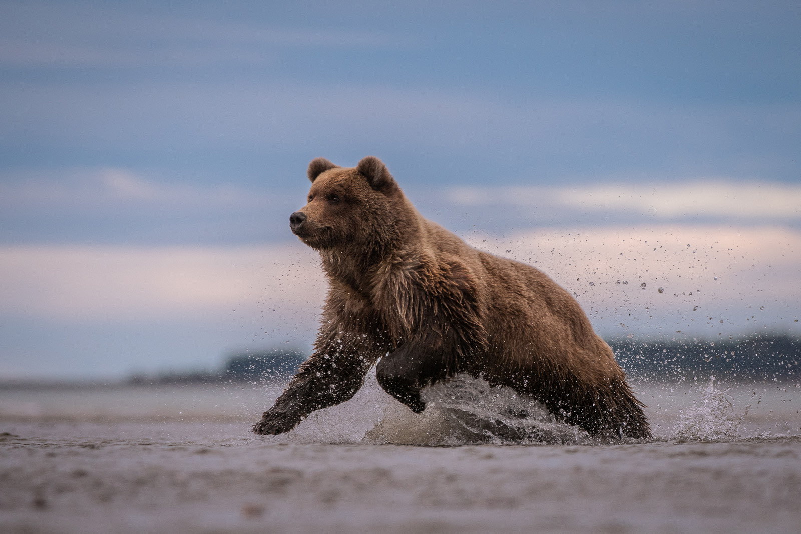 Coastal Brown Bear, Lake Clark National Park, Alaska