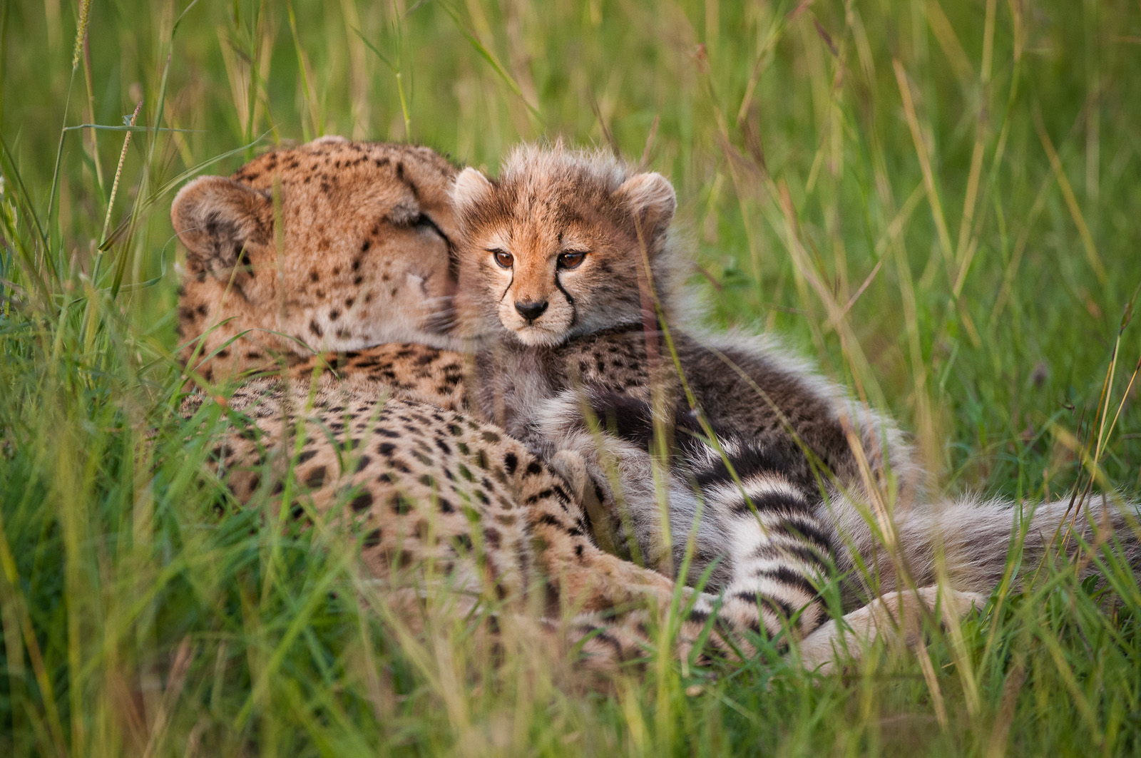 Cheetah Mom and Cub, Masai Mara, Kenya