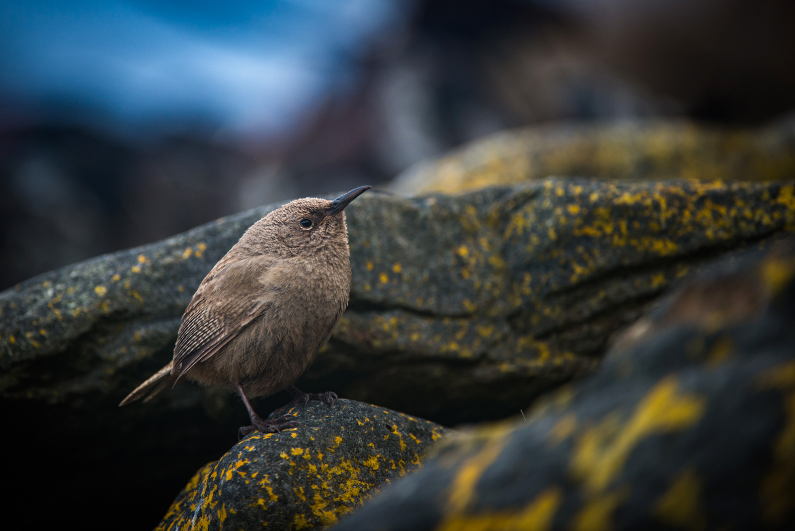 Cobb's Wren, Carcass Island, Falkland Islands