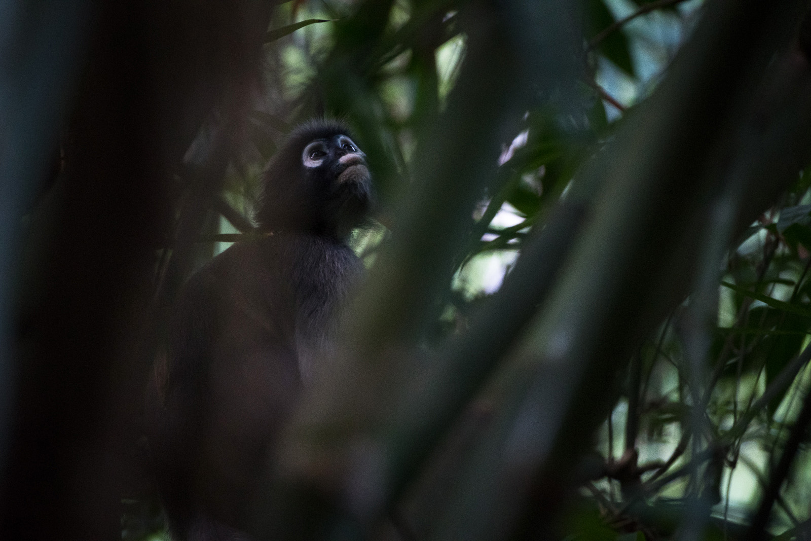 Dusky Langur, Kaeng Krachan National Park, Thailand