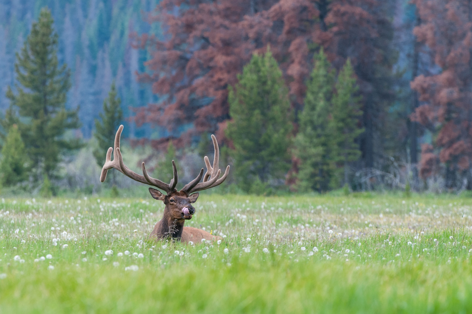 Bull Elk, Rocky Mountain National Park, Colorado
