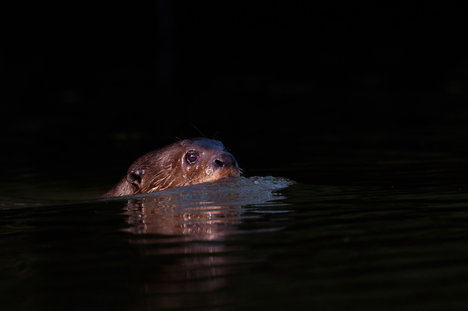Giant River Otter, Pantanal, Brazil