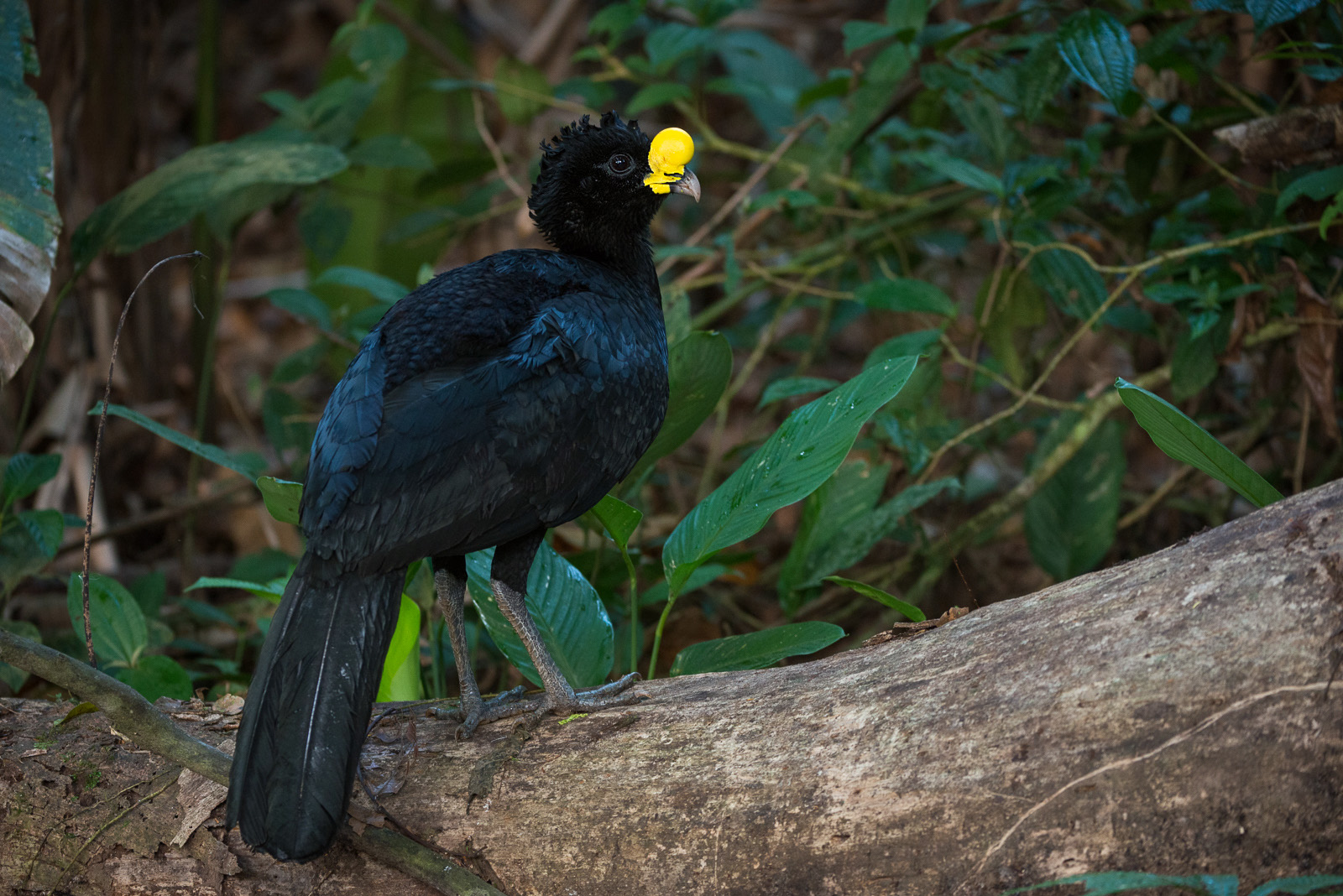 Great Curassow, La Selva Biological Reserve, Costa Rica