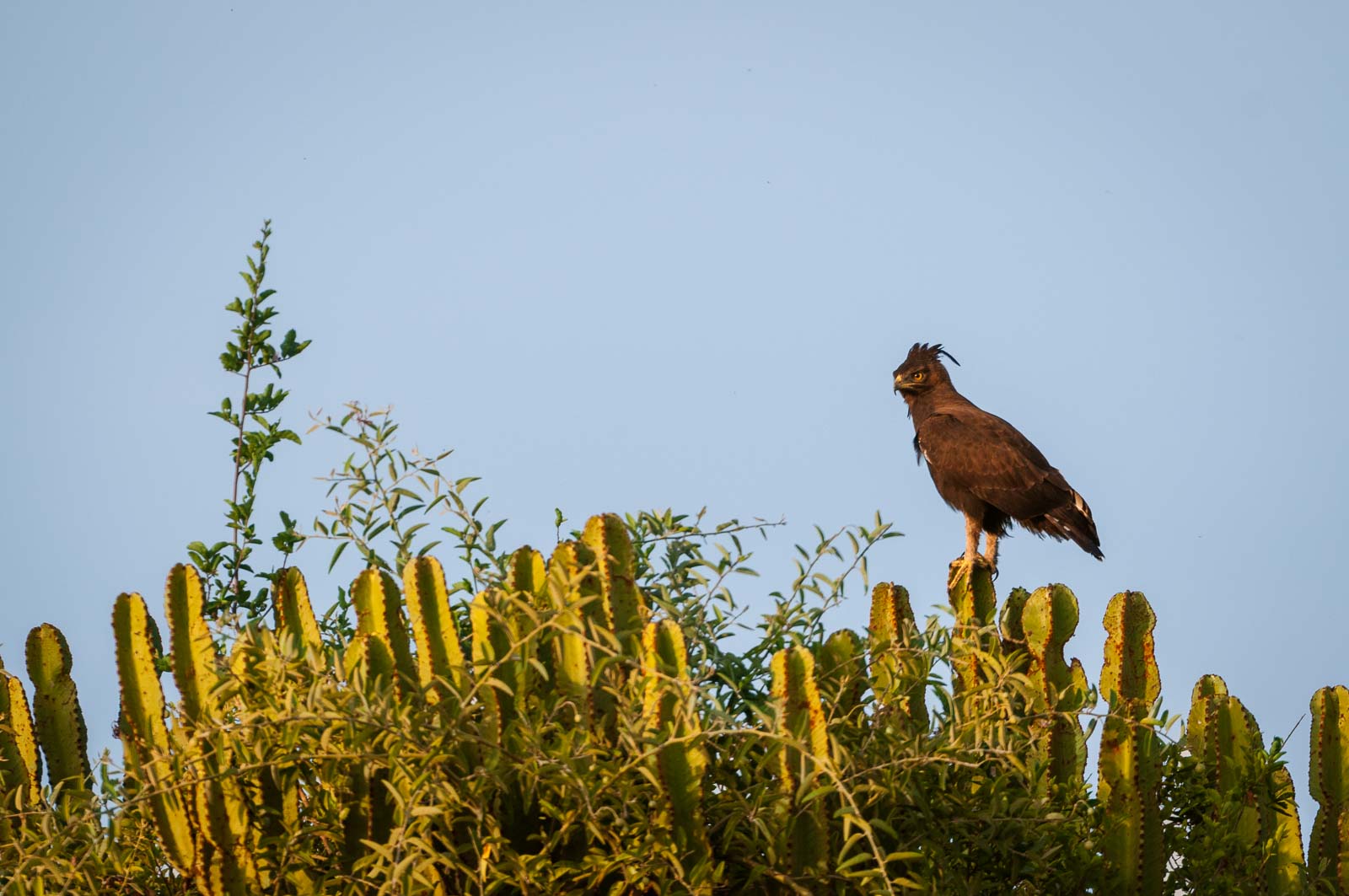 Long-Crested Eagle, Queen Elizabeth National Park, Uganda