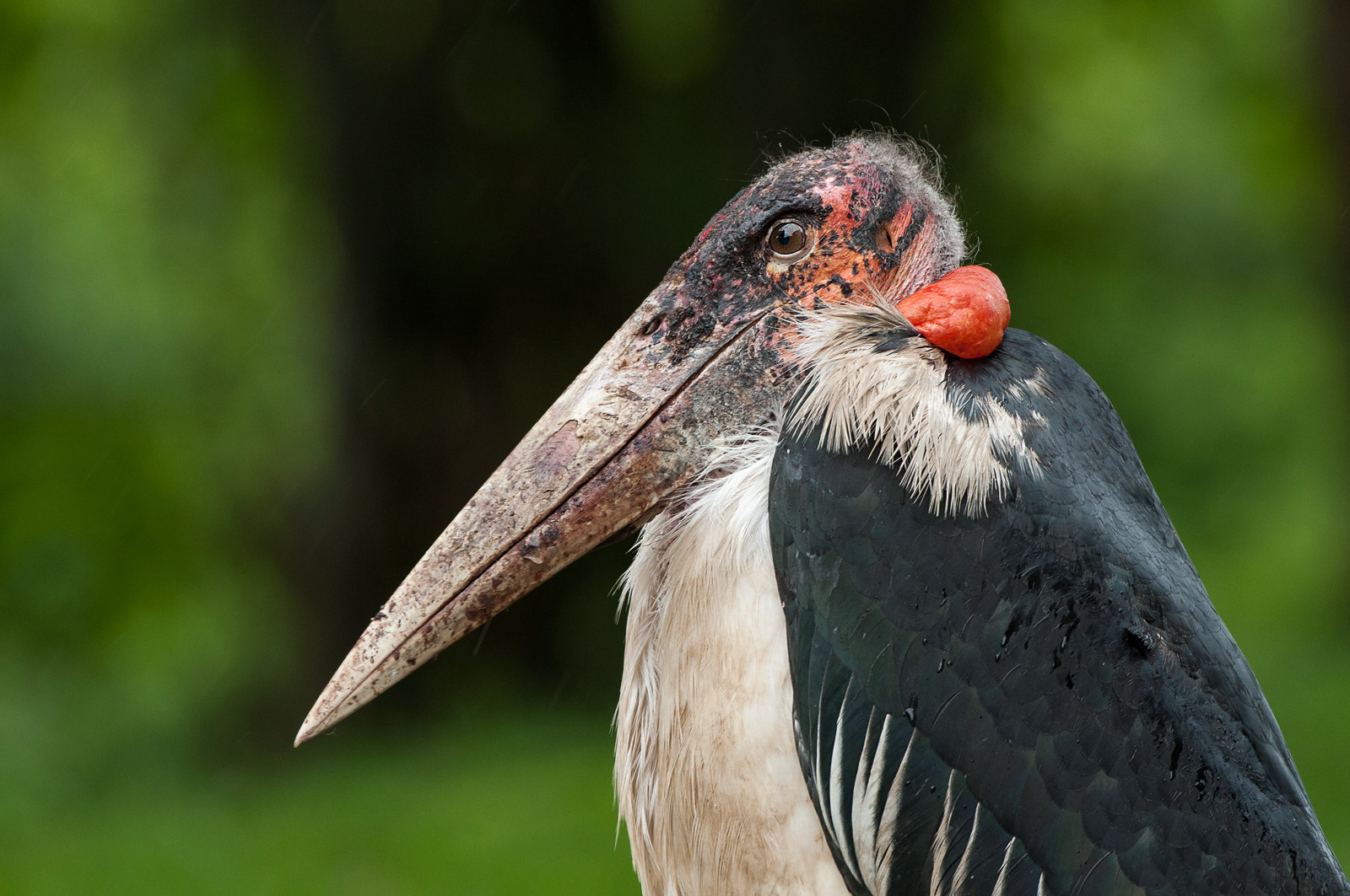 Marabou Stork, Queen Elizabeth National Park, Uganda