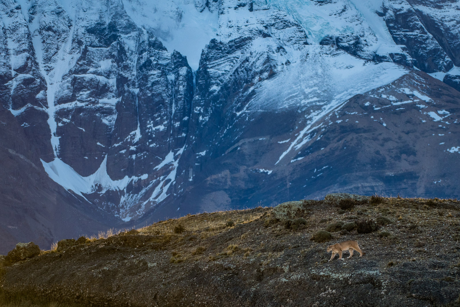 Puma and Massif, Torres Del Paine National Park, Chile