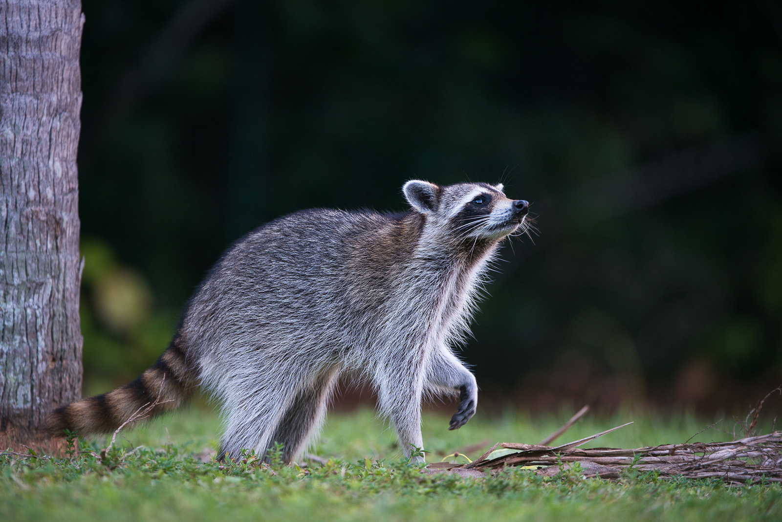 Raccoon, Key Biscayne, Florida