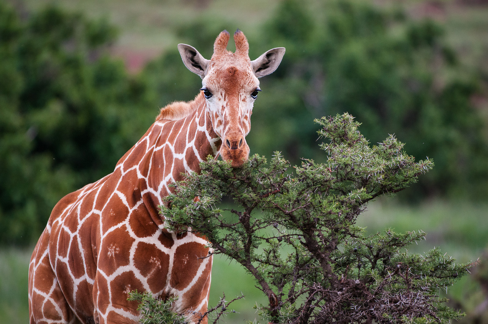 Reticulated Giraffe, Lewa Wildlife Sanctuary, Kenya