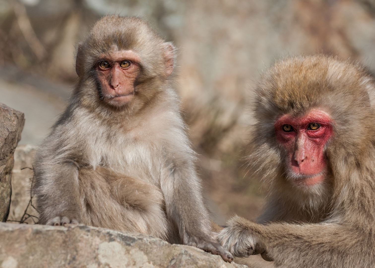 Japanese Macaques, Jigokudani Hot Springs, Nagano, Japan