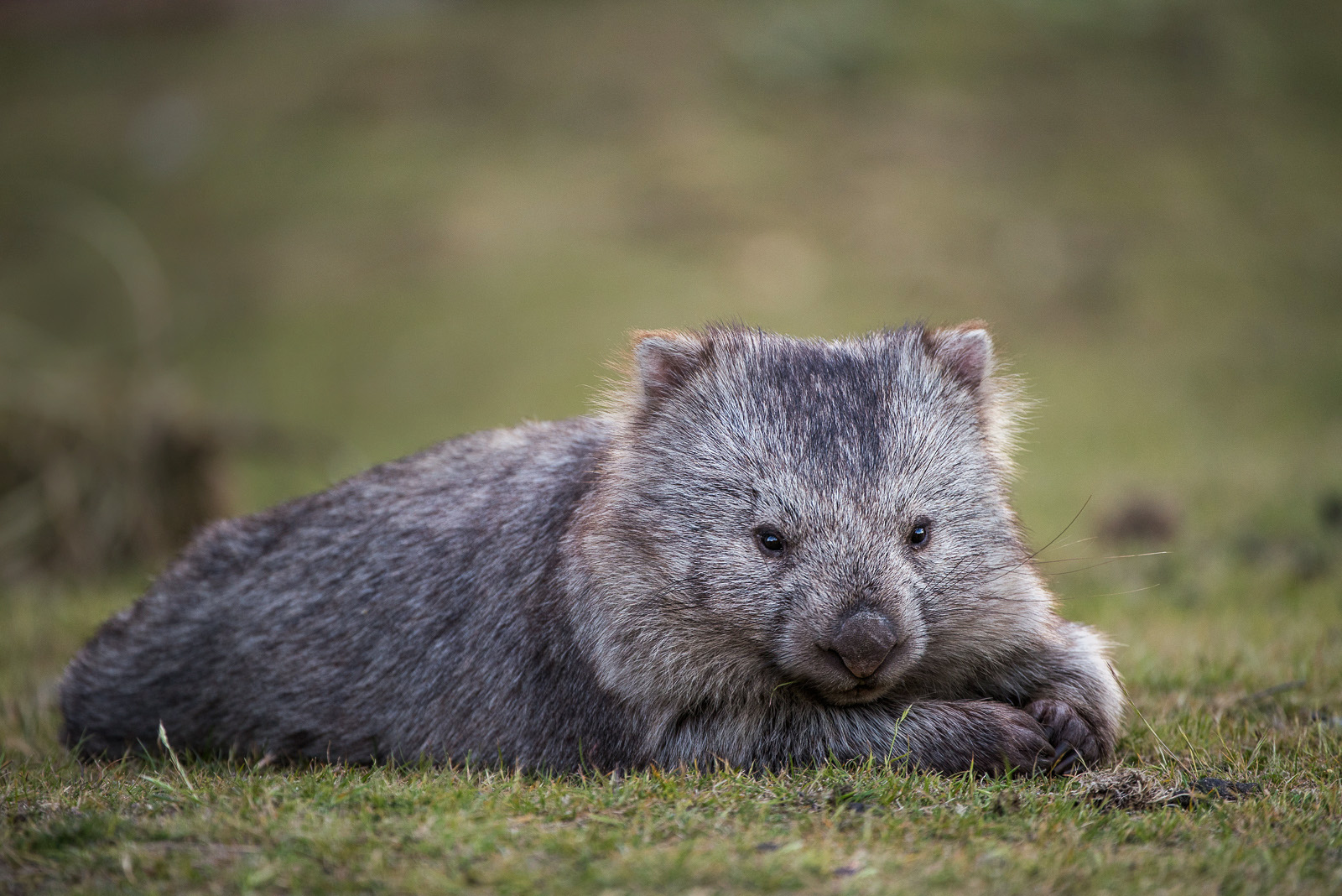 Wombat, Maria Island, Tasmania, Australia