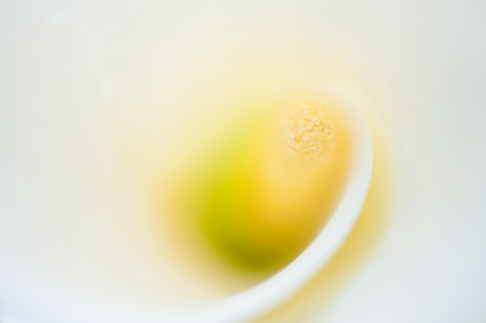 Calla Lily Spadix, Garrapata State Park, California