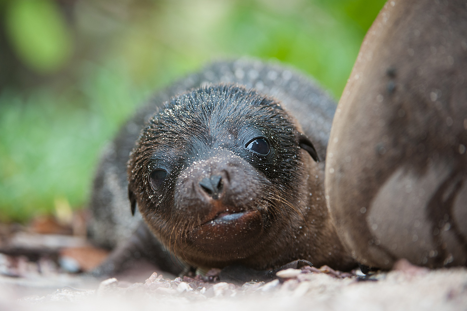 Galápagos Sea Lion Pup, Le Fe Island, Ecuador
