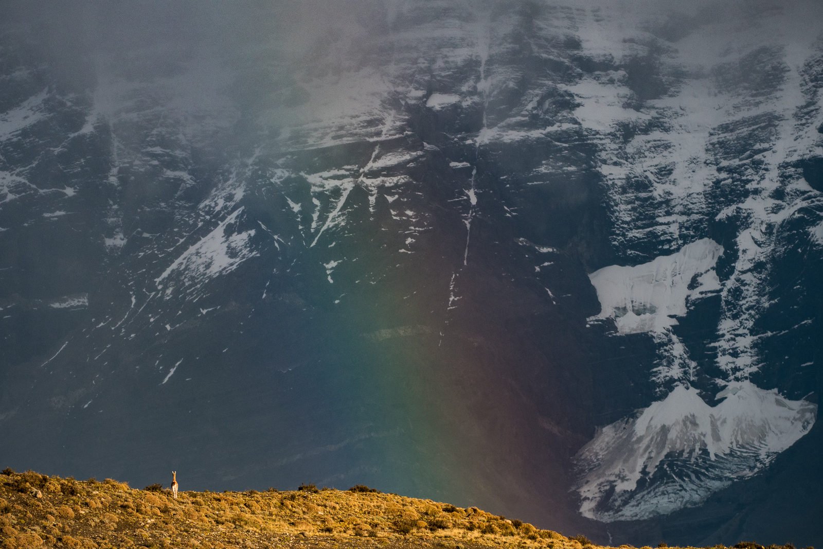 Guanaco and Rainbow, Torres Del Paine National Park, Chile