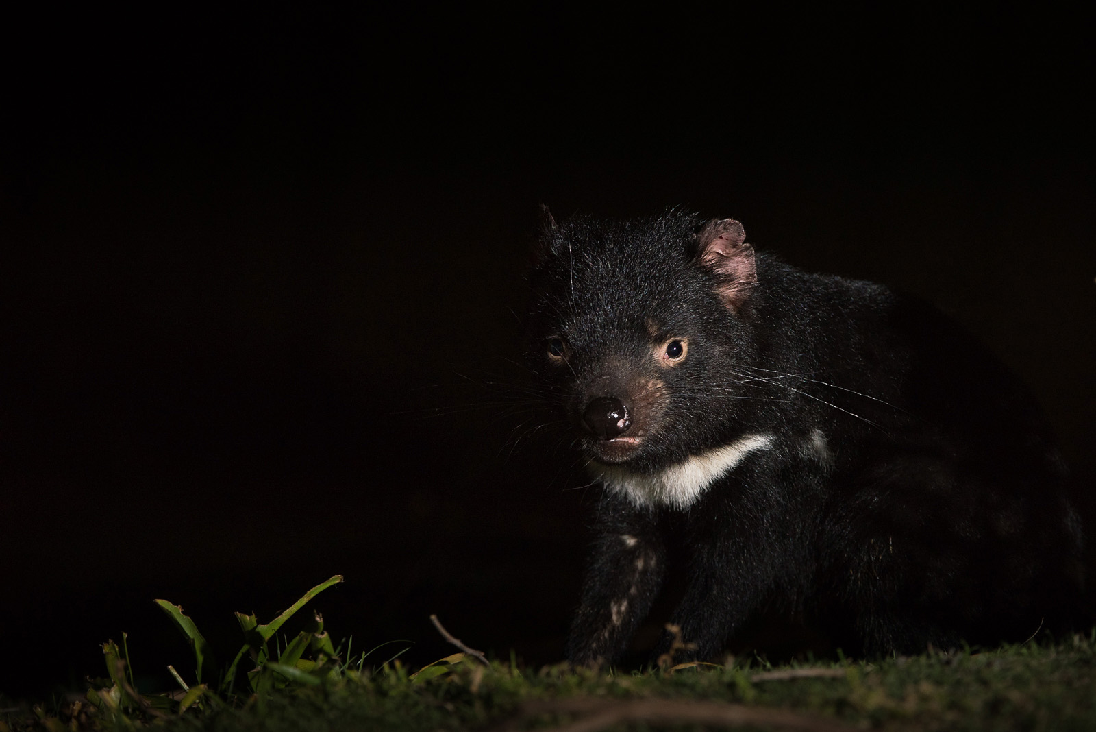Tasmanian Devil, Maria Island, Tasmania, Australia
