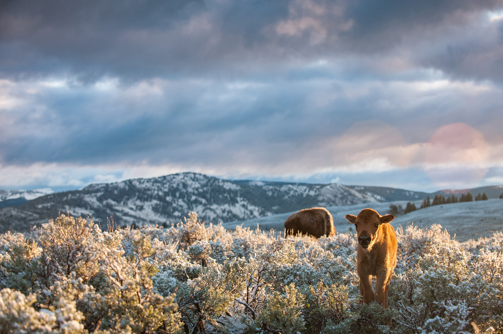 Young Bison, Yellowstone National Park, Wyoming