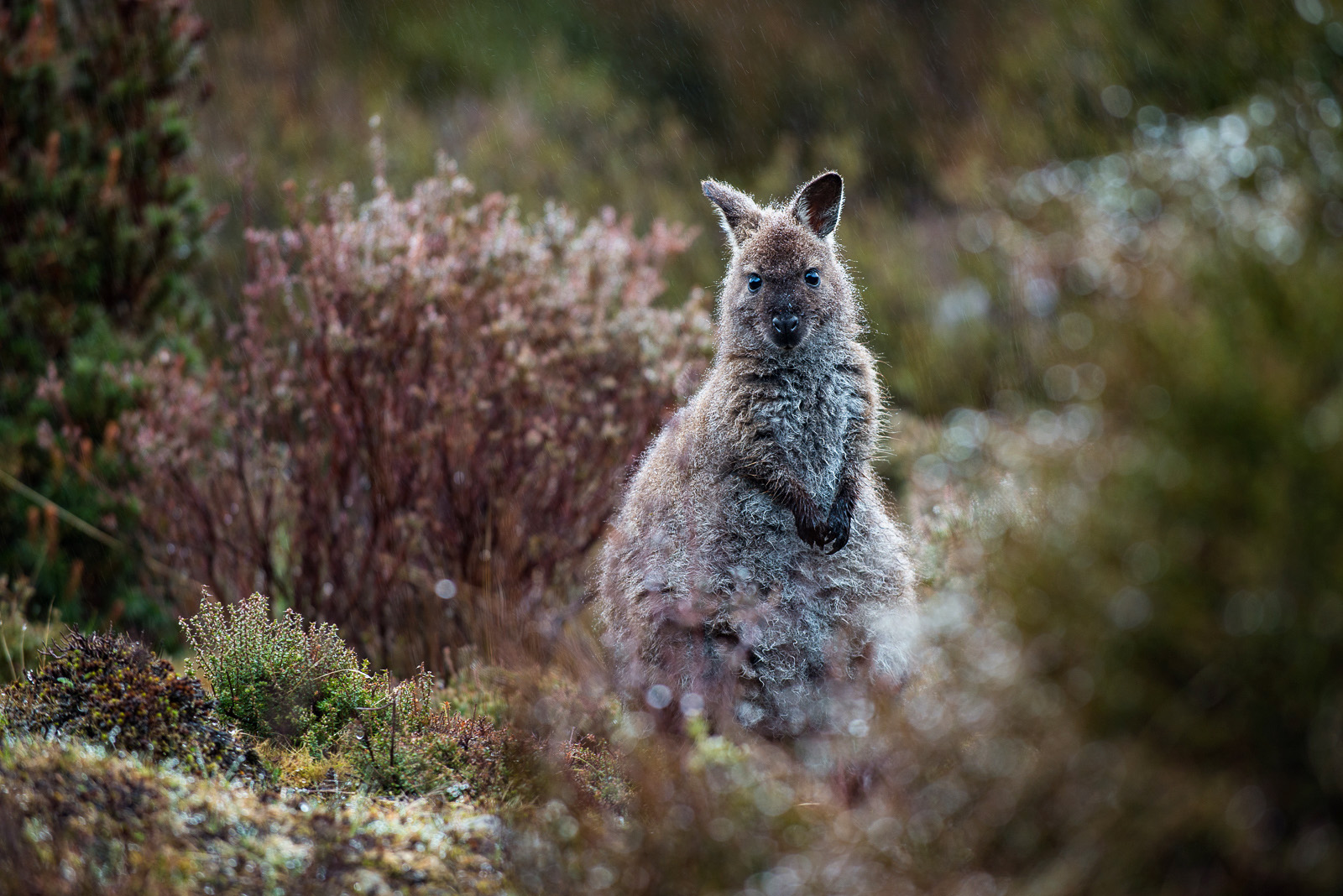 Bennett's Wallaby, Cradle Mountain National Park, Tasmania, Australia