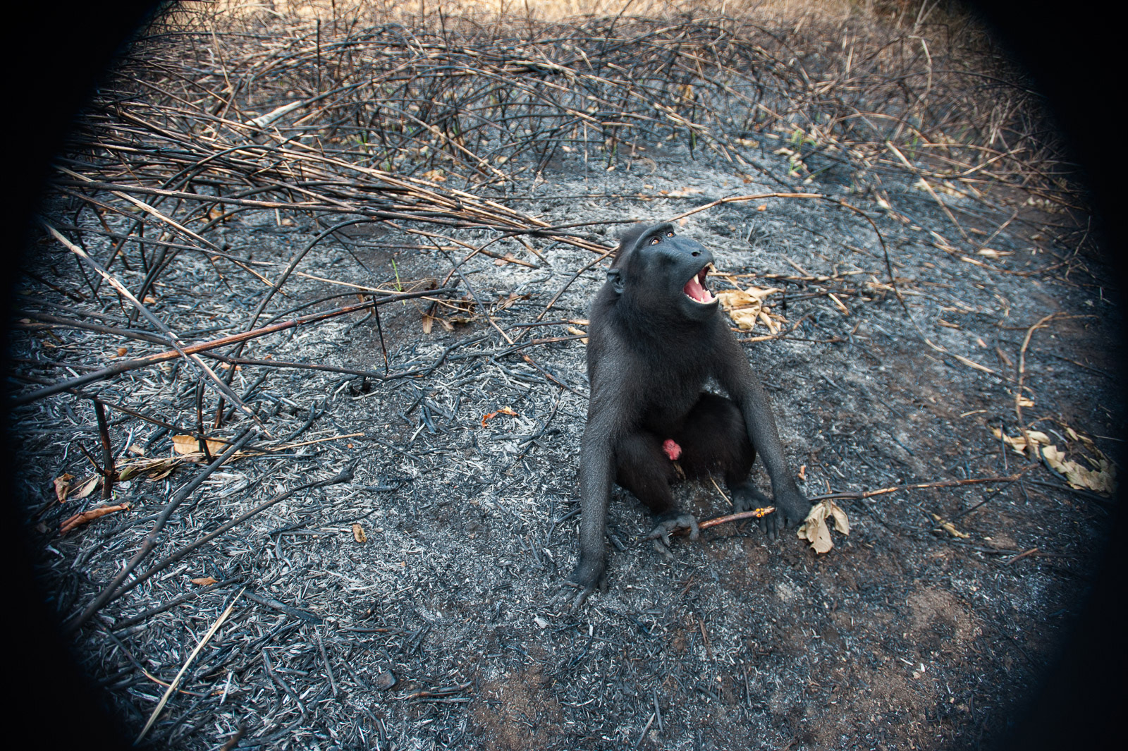 Black-Crested Macaque, Tangkoko National Park, Sulawesi, Indonesia