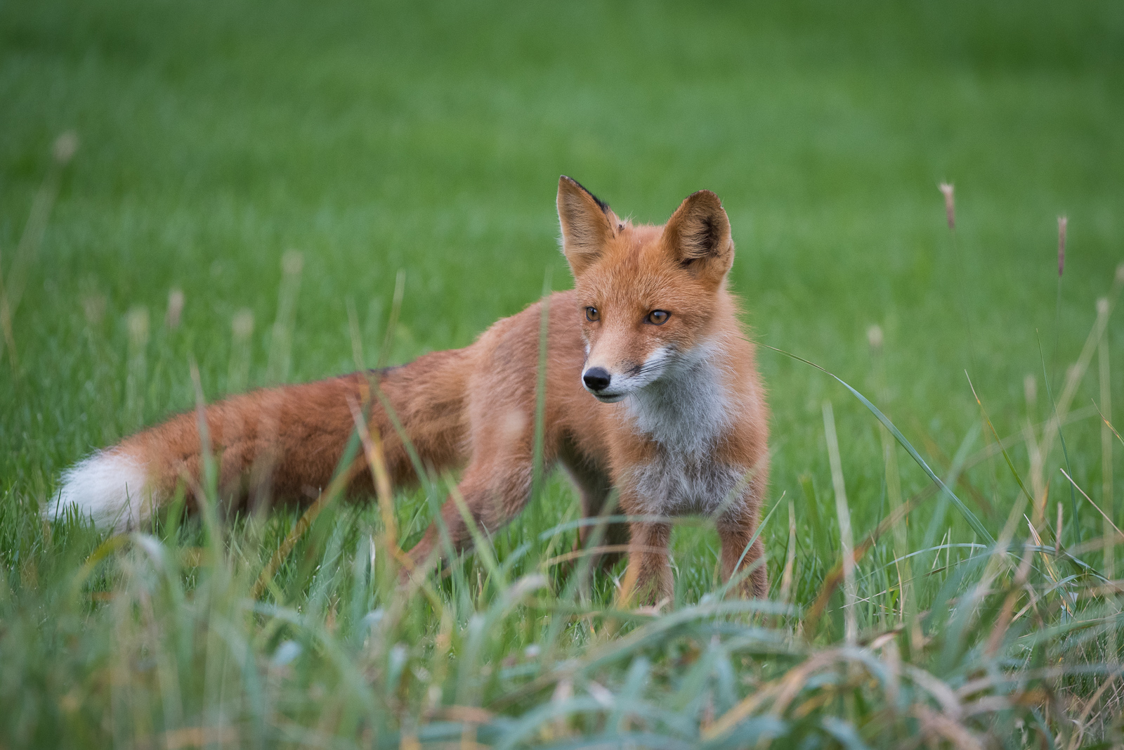 Red Fox, Silver Salmon Creek, Alaska