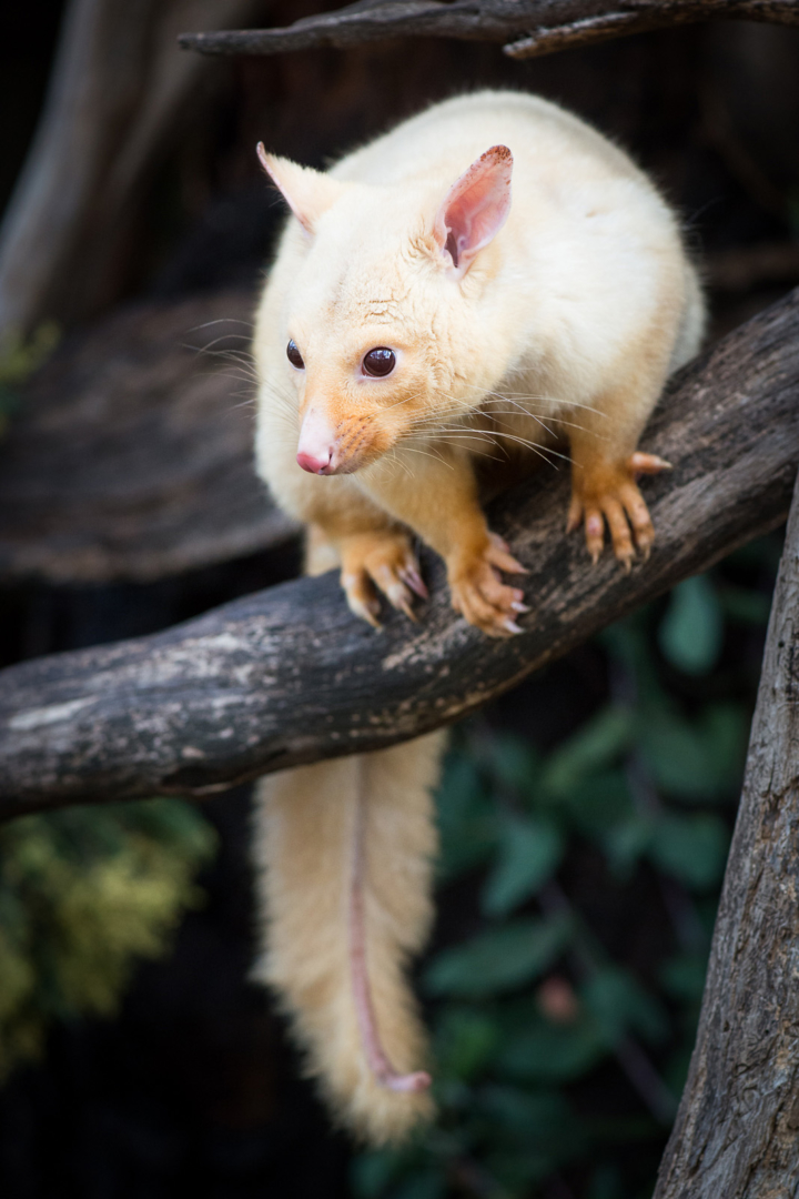 Golden Brushtail Possum, Bonorong Wildlife Sanctuary, Tasmania, Australia