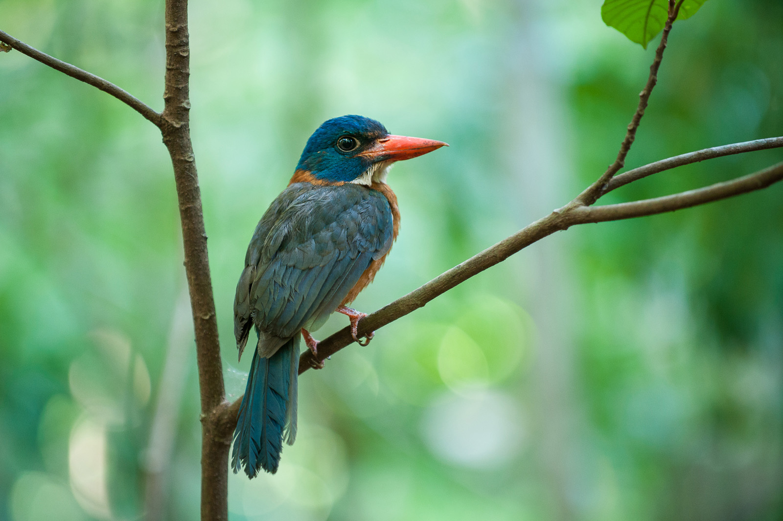Green-Backed Kingfisher, Tangkoko National Park, Sulawesi, Indonesia