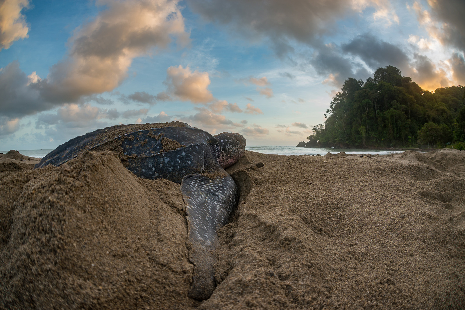Leatherback Turtle Nesting, Grande Riviere Beach, Trinidad