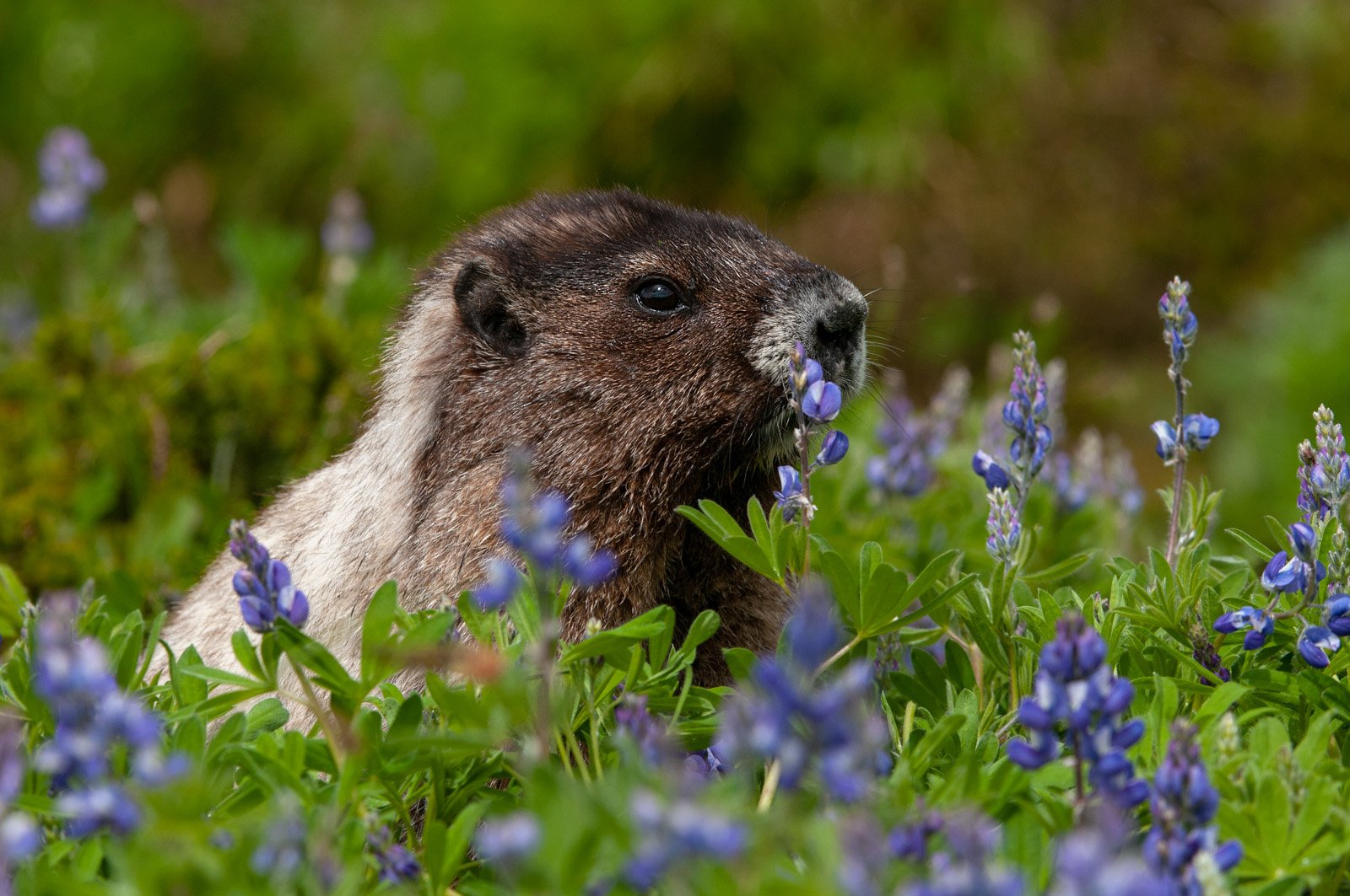 Hoary Marmot in Lupine, Mount Rainier National Park, Washington