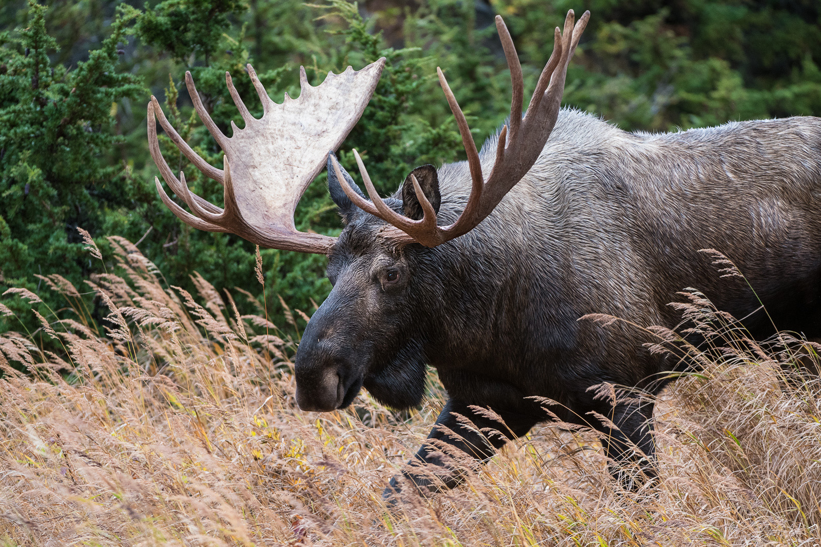 Bull Moose, Church State Park, Alaska