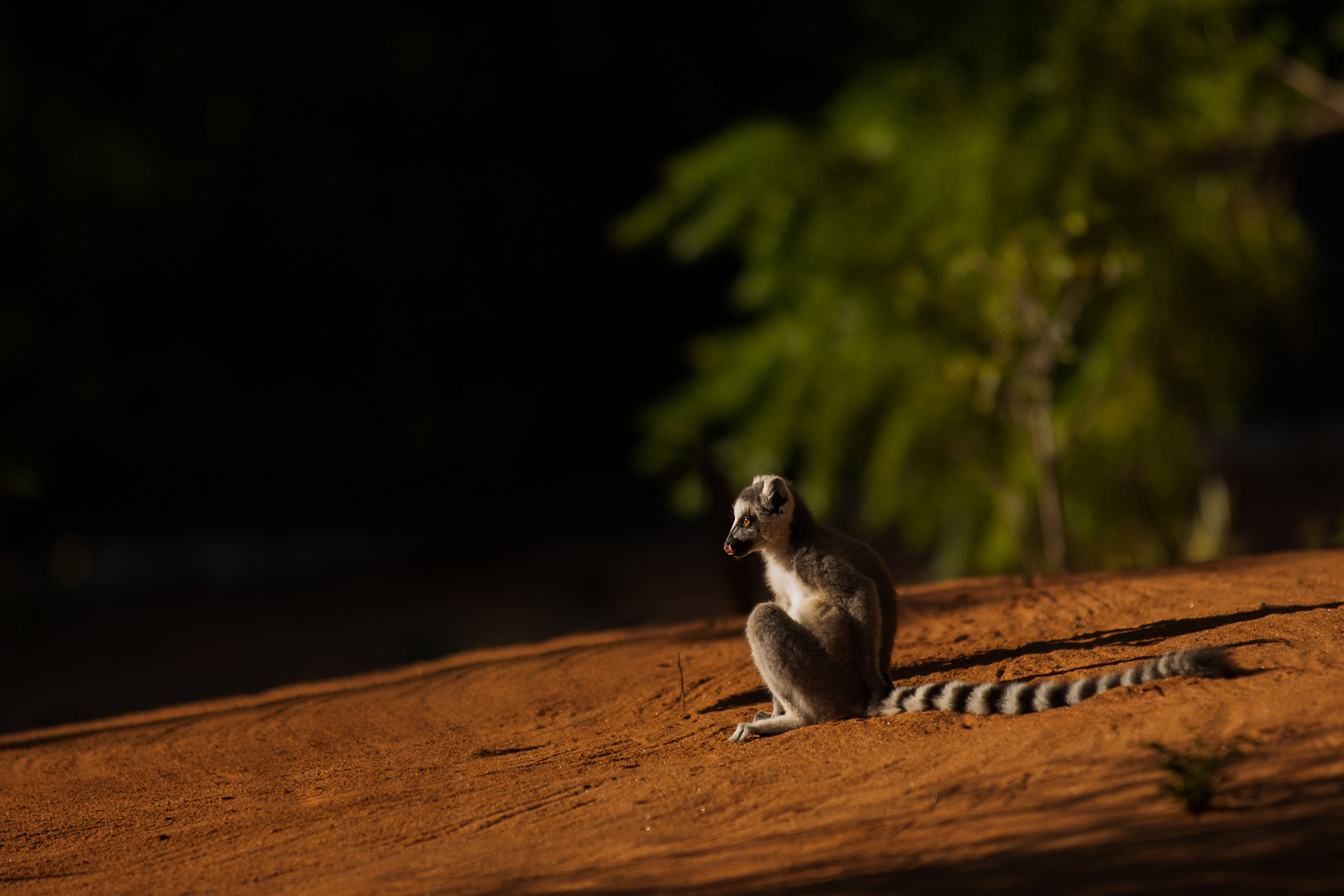 Ring-Tailed Lemur, Berenty Reserve, Madagascar