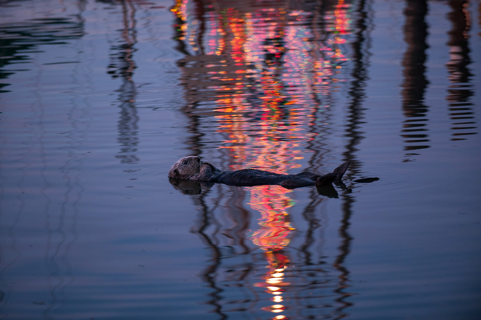 Christmas Otter, Moss Landing, California