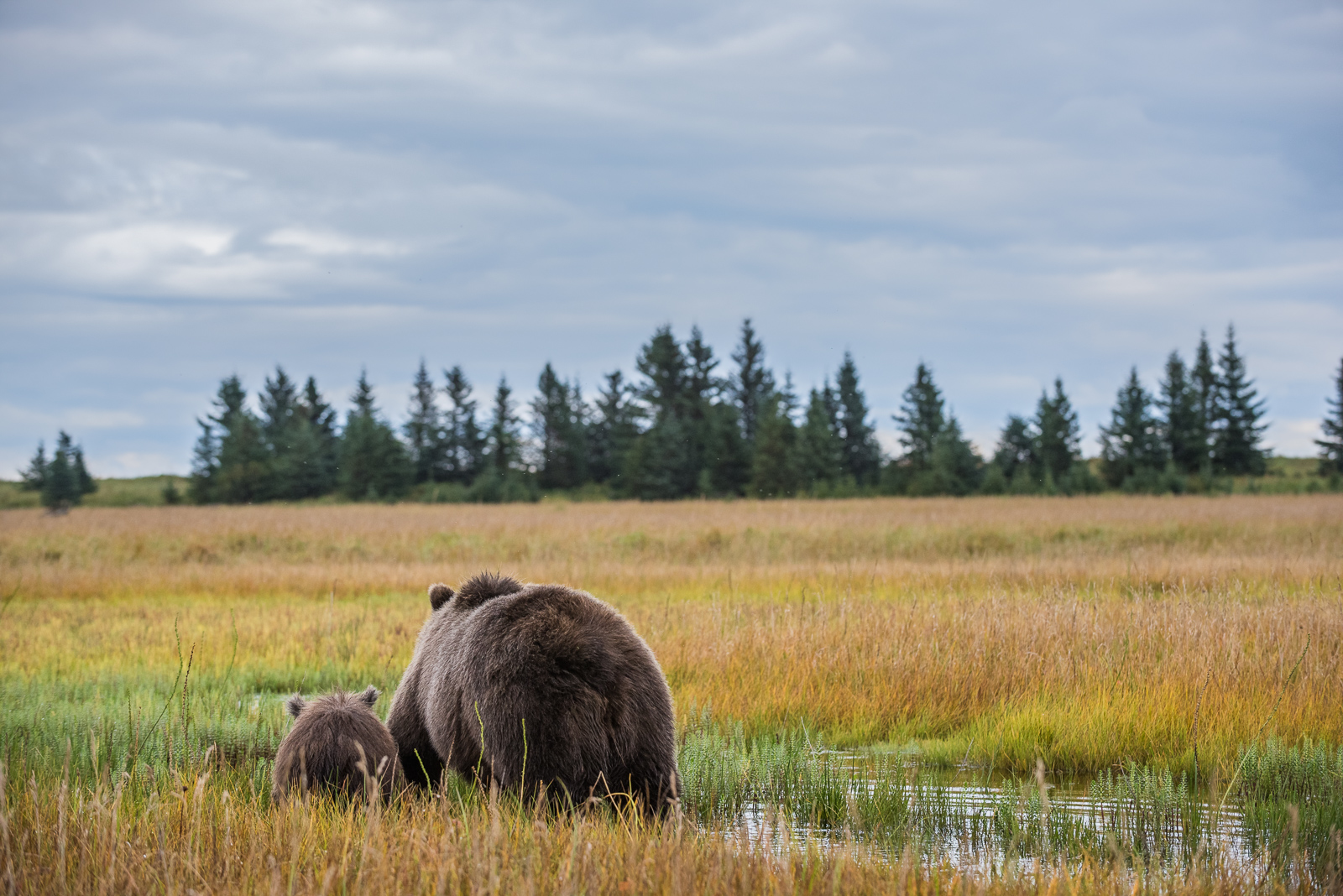 Coastal Brown Bears, Lake Clark National Park, Alaska