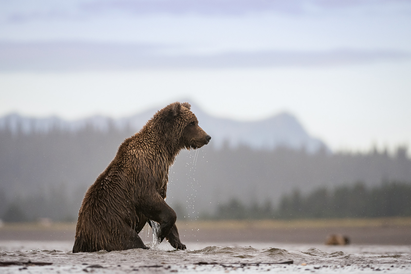 Brown Bear, Lake Clark National Park, Alaska