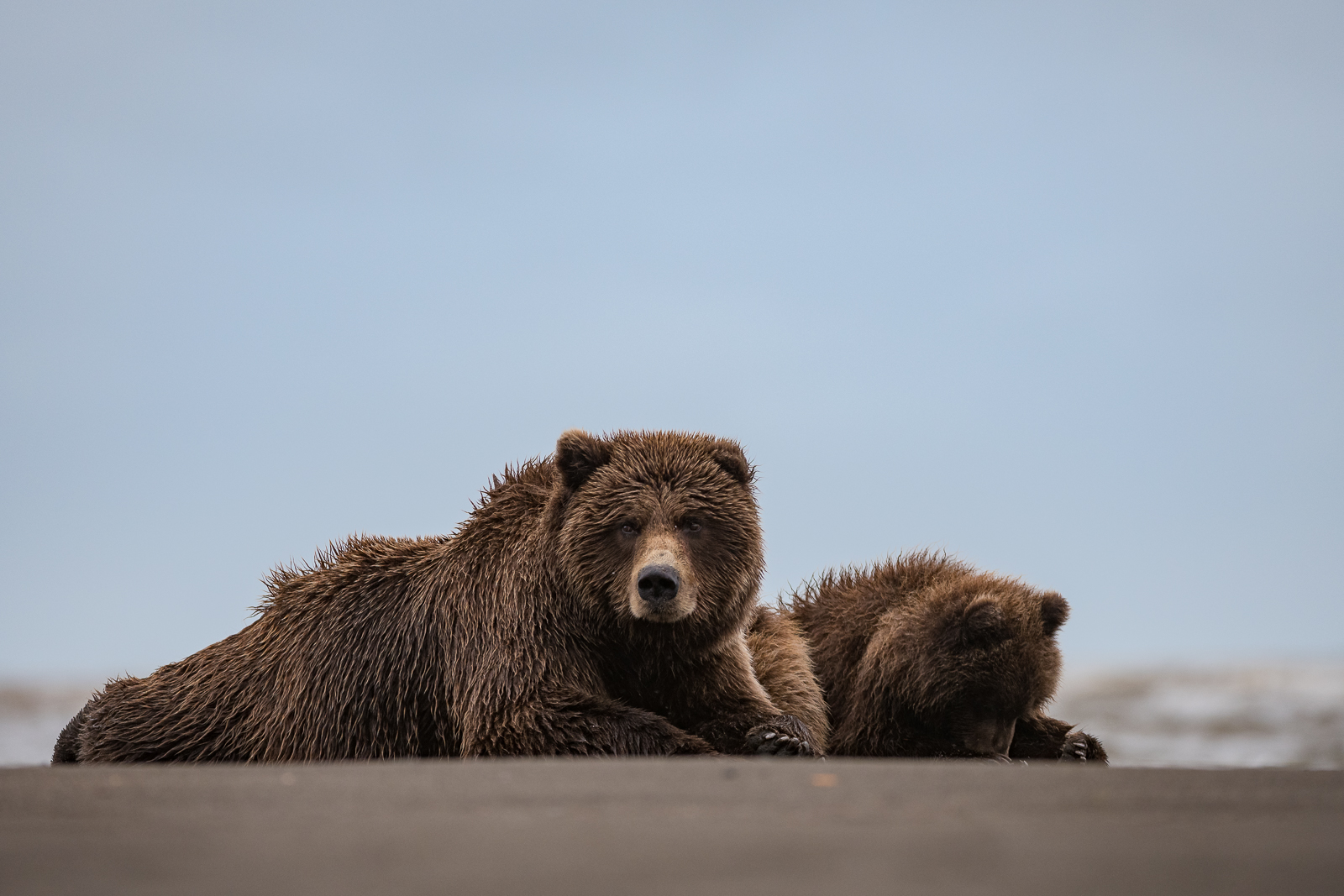 Coastal Brown Bears, Lake Clark National Park, Alaska