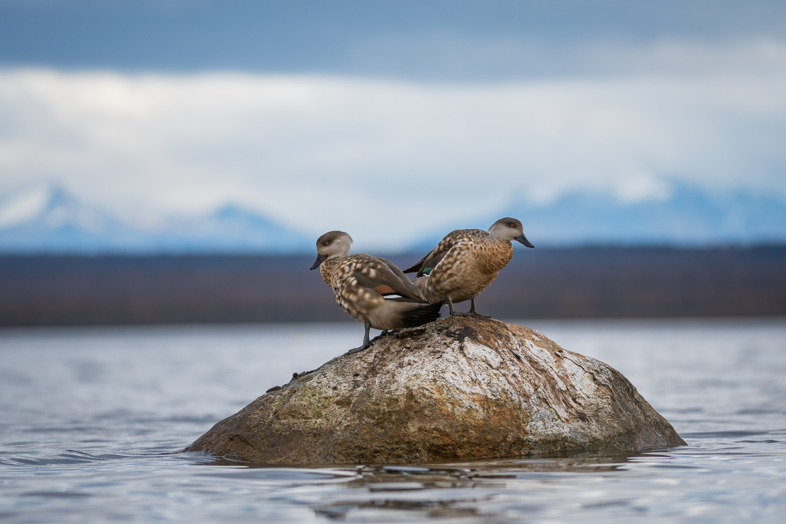 Crested Ducks, Puerto Natales, Chile