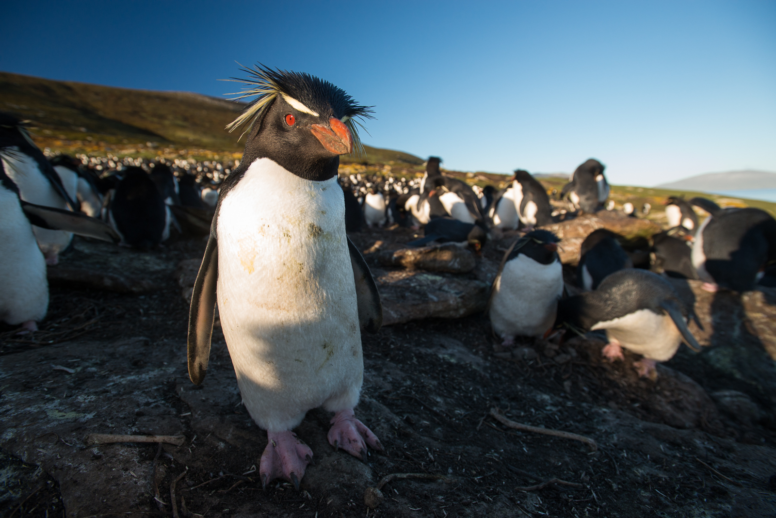 Rockhopper Penguin, Saunders Island, Falkland Islands