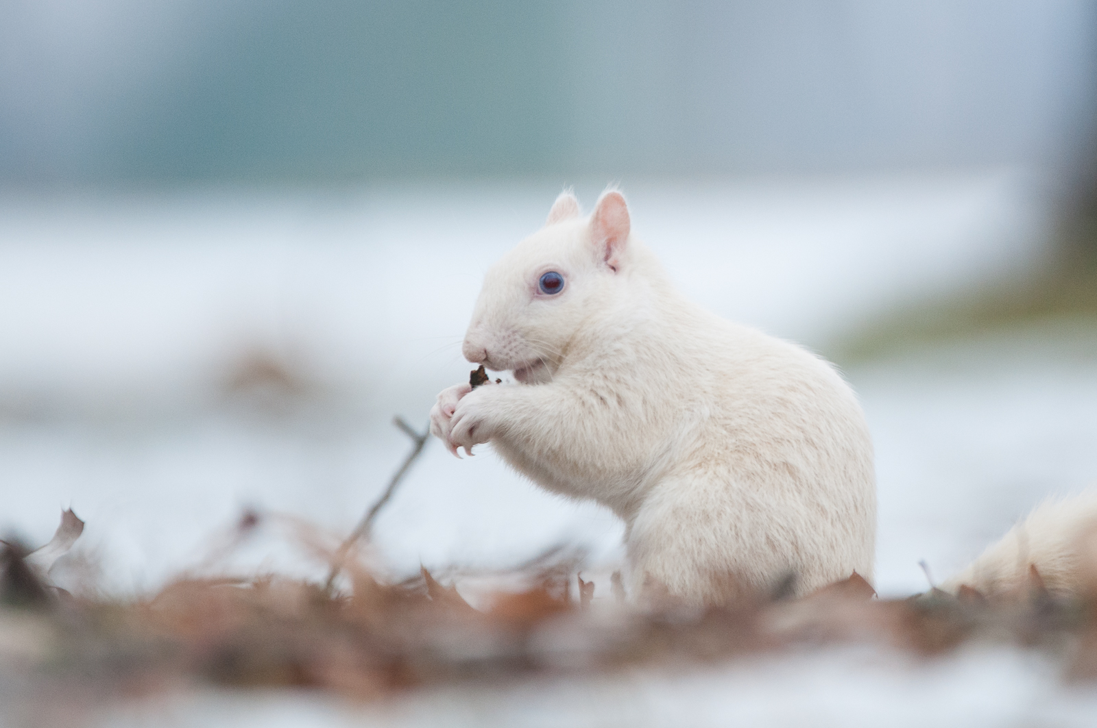 White Squirrel, Olney, Illinois