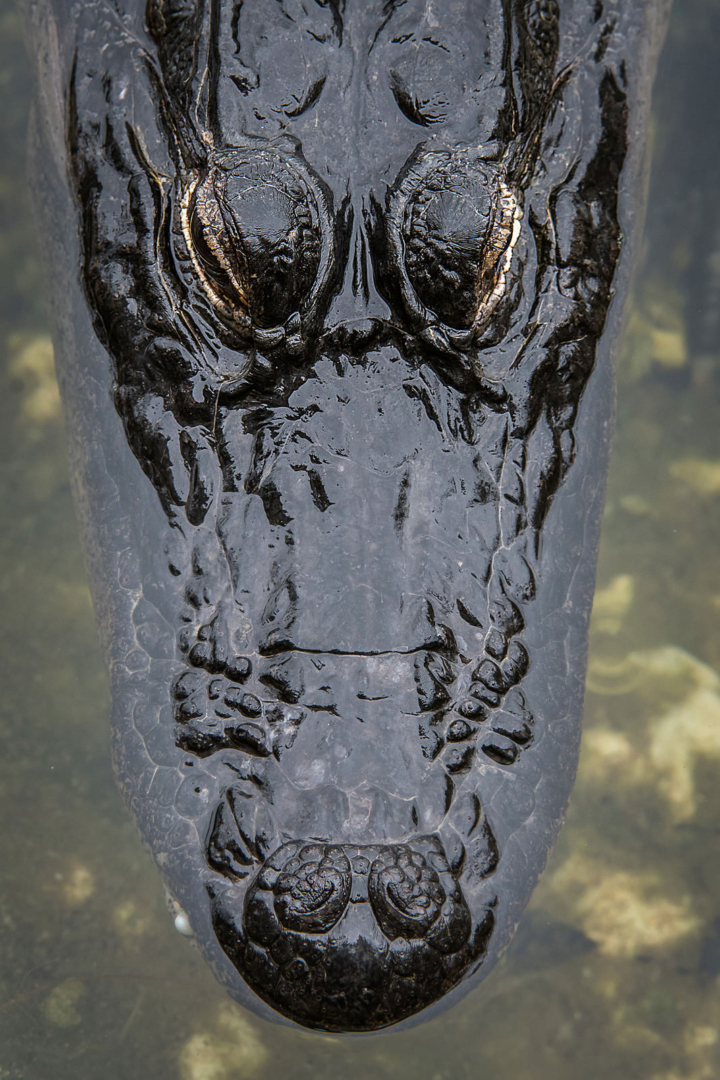 Alligator, National Key Deer Refuge, Big Pine Key, Florida