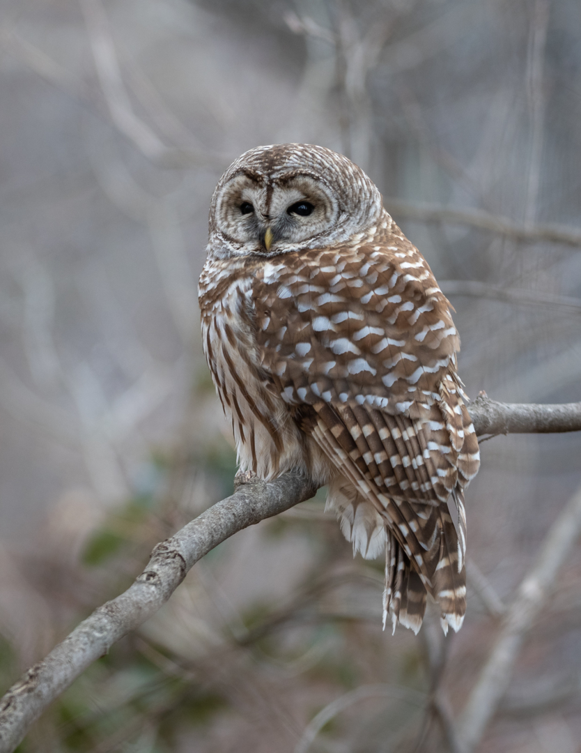 Barred Owl, Scarsdale, New York