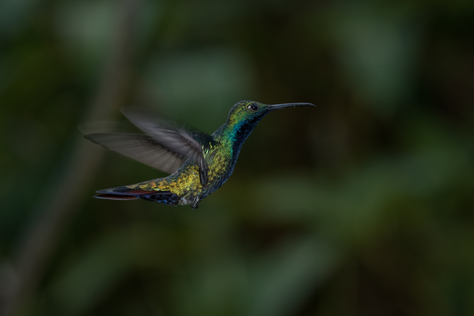 Black-Throated Mango, Asa Wright Nature Center, Trinidad