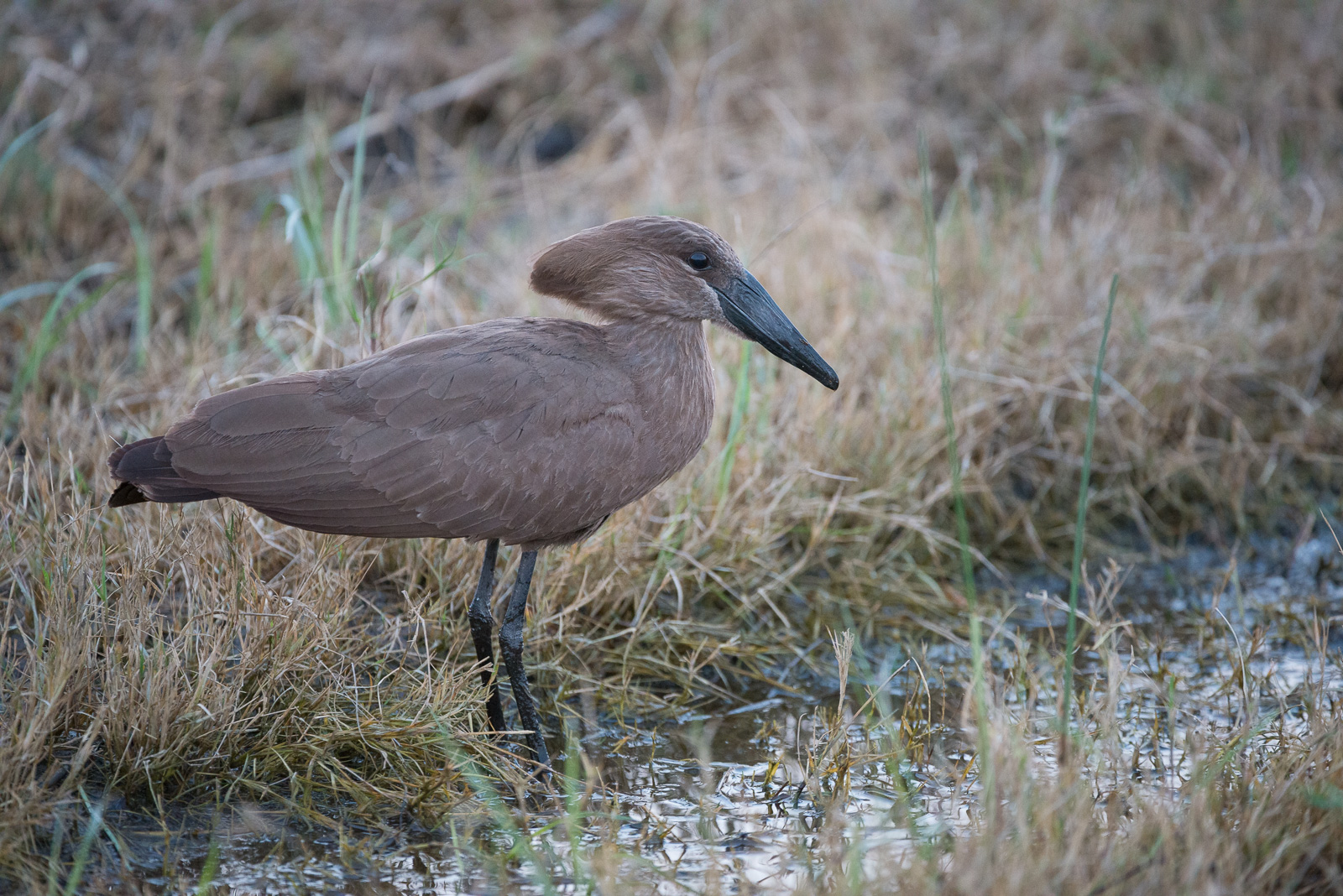 Hamerkop, Linyanti Concession, Botswana
