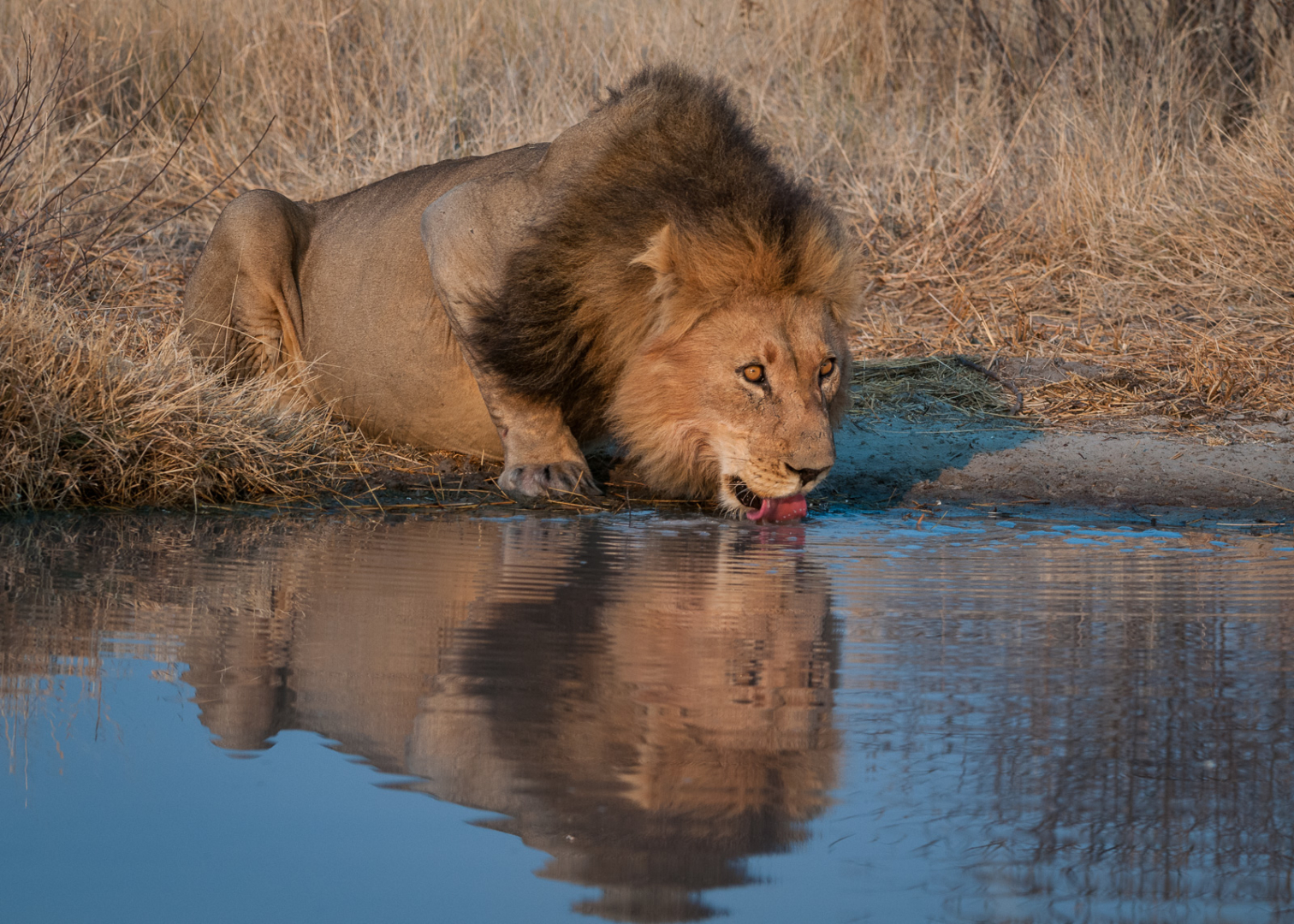 Lion at Water Hole, Kalahari Desert, Botswana