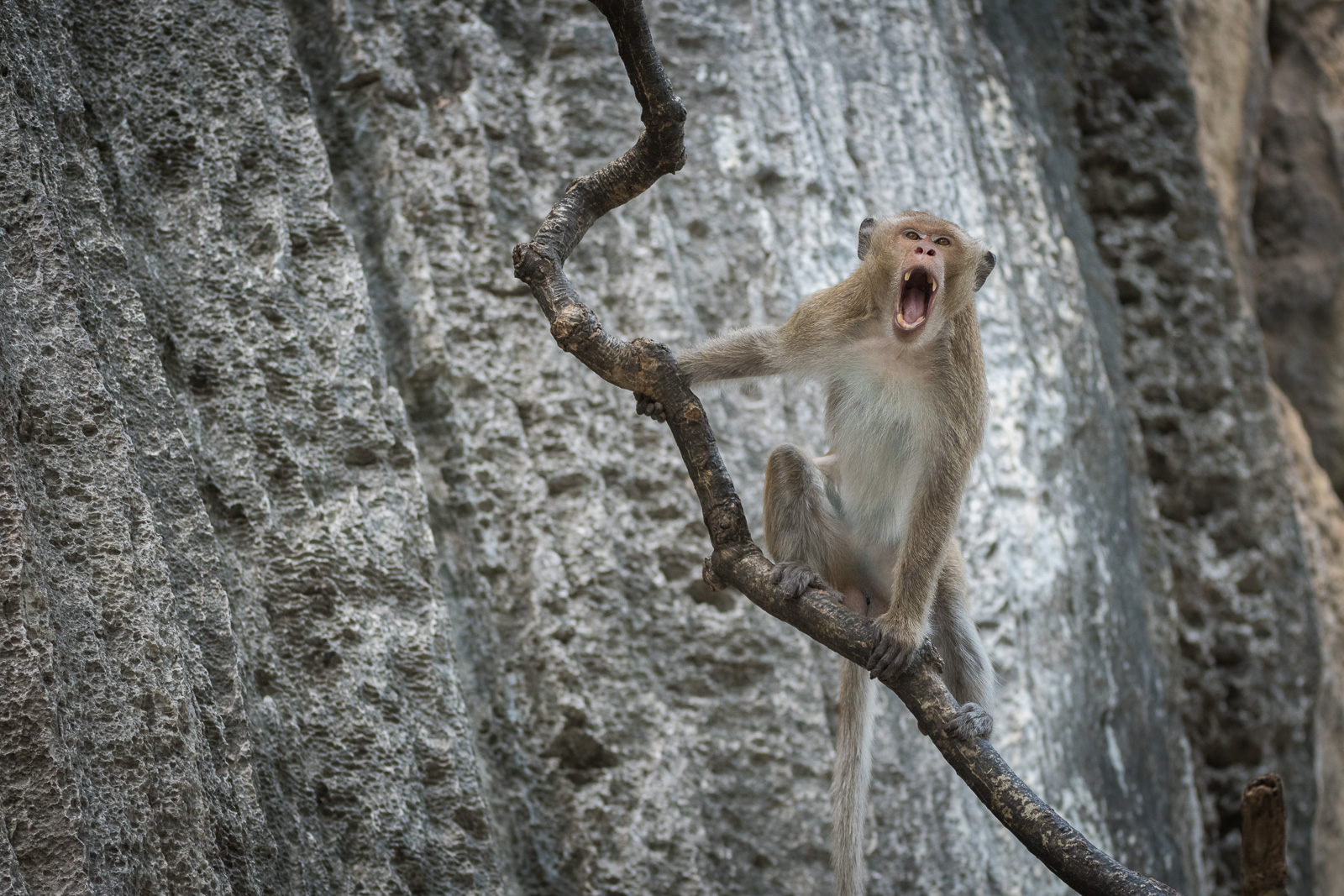 Long-Tailed Macaque, Malay Peninsula, Thailand