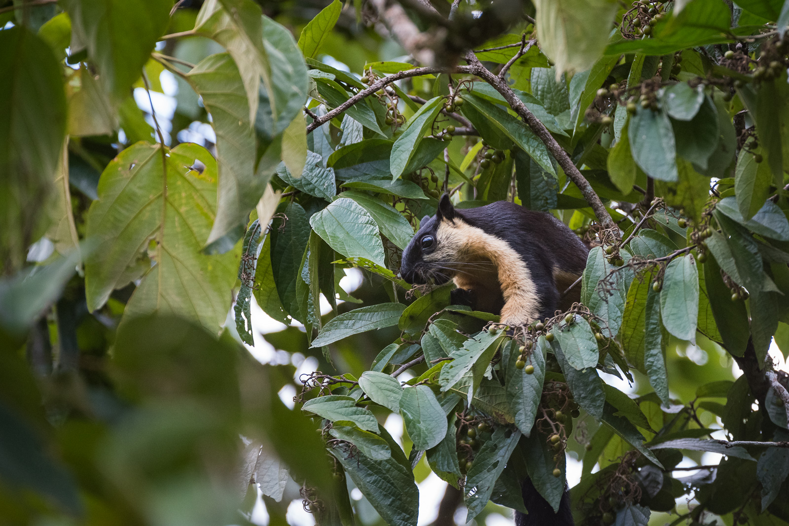 Malayan Giant Squirrel, Kaeng Krachan National Park, Thailand