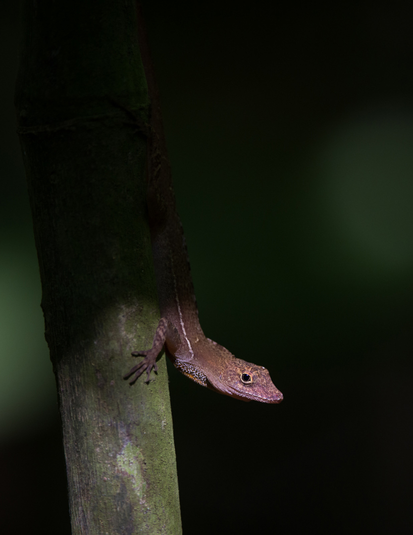 Many Scaled Anole, Corcovado National Park, Costa Rica